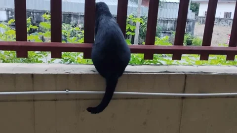 A black cat is sitting with its back to the concrete wall, waving its tail Stock Footage 317590875