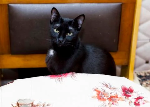 Black cat sitting for the kitchen table Stock Photos