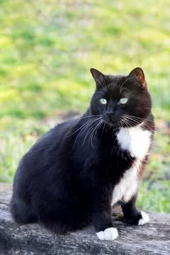 A black cat is sitting on a log Stock Photos