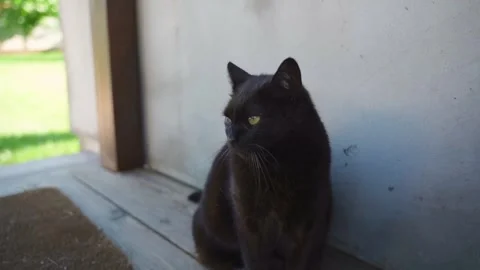 Black cat sitting near wall outdoors close-up Stockbeeldmateriaal 341406408