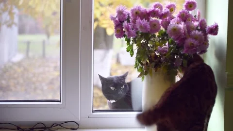 Black cat sitting outdoors on window sill and looking to the window , two cats l Video stock 290789166