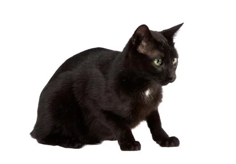 Black cat sitting Stock Photos