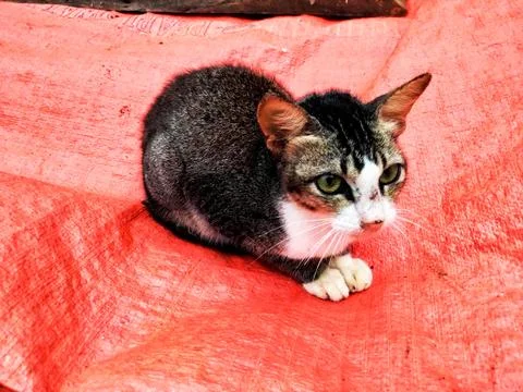 A black cat sitting Foto stock