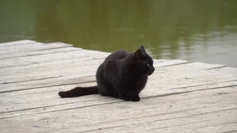 Black cat sitting on the pier Video stock 91225456