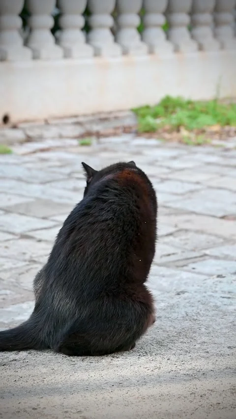 Black cat sitting in profile on stone pavement video Stock Footage 346116686
