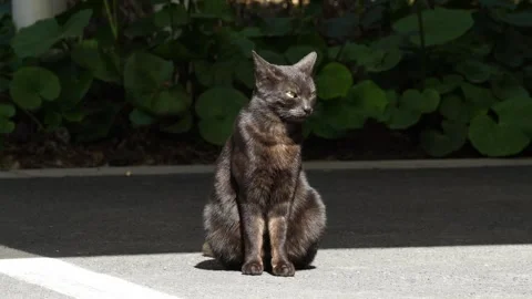 A Black Cat Sitting Still Stock Footage 329118696