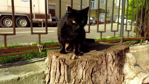 Black cat is sitting on a stump in the yard. Homeless cat on the street Видео 196999200