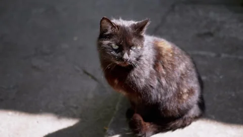 Black Cat Sitting in the Sun Stock Footage 293203998