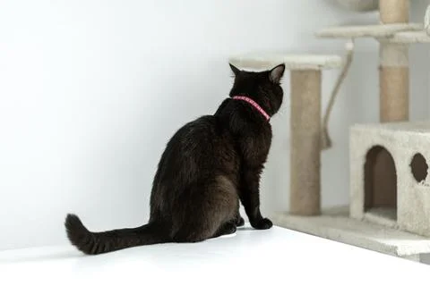 Black cat sitting on a table looking at a cat tree in a modern interior space Stock Photos