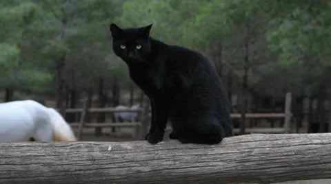 Black cat sitting on a timber. Vidéo 8578687