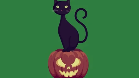 A black cat sitting on top of pumpkin and green screen figure cartoonish Stock Footage 337340807