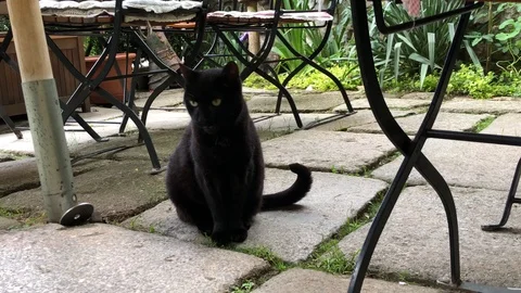 Black cat sitting under the table in the garden Stock Footage 90603610