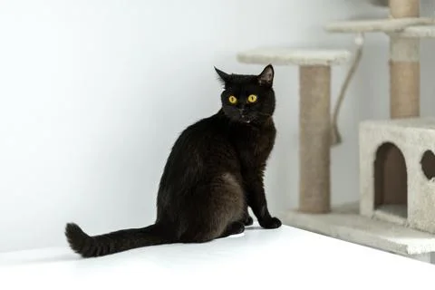 Black cat sitting on a white table in a modern home, gazing curiously at its Stock Photos