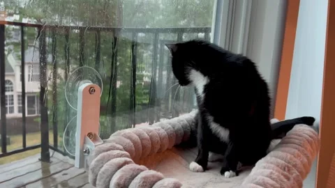 Black cat sitting on a window bed and watching the rain outside 库存影片 342337777