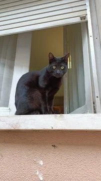 Black cat sitting on the window, looking at passers-by Stock-Fotos