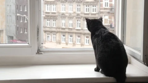 Black Cat sitting on a Window watching on a Street Stock Footage 93943900