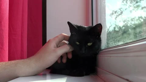 Black cat sitting on windowsill getting stroked, pets at home Video stock 66533412