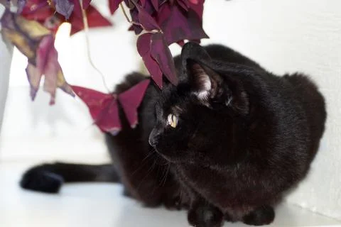 A black cat is sitting on the windowsill next to a plant Stock Photos