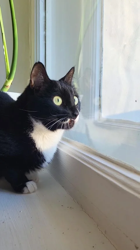 A black cat is sitting on the windowsill, watching the birds Stock Footage 328114751
