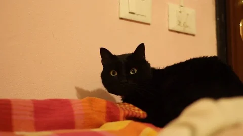 Black cat sleep on the sofa Stock Footage 73715442