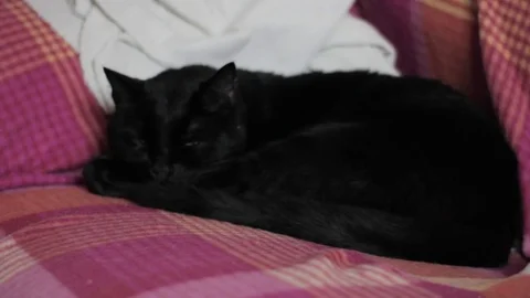 Black Cat Sleep than wake up Stock Footage 73684262