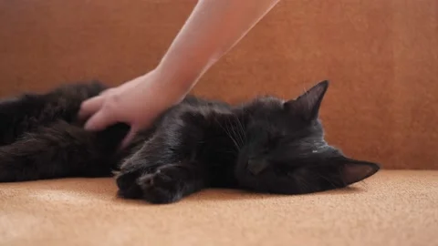 Black cat is sleeping on the couch. Stock Footage 130564742