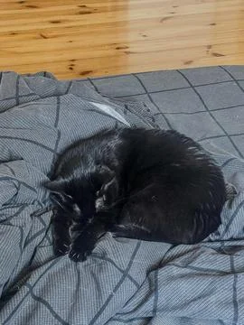 Black Cat Sleeping Curled Up on a Gray Plaid Blanket Stock Photos