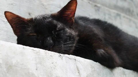Black cat sleeping during the day Stockbeeldmateriaal 335122665
