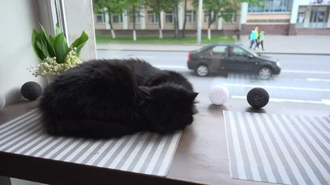 Black cat sleeping Video stock 108282685