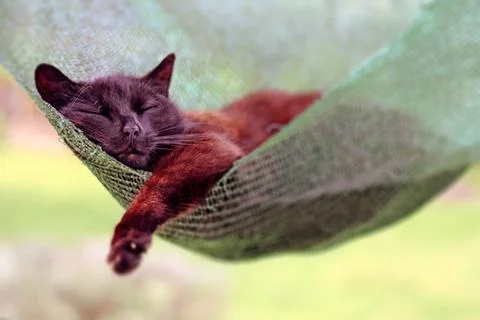 Black cat sleeping in a hammock Stock Photos