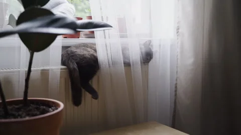 Black cat sleeping on a radiator Stock Footage 320468019