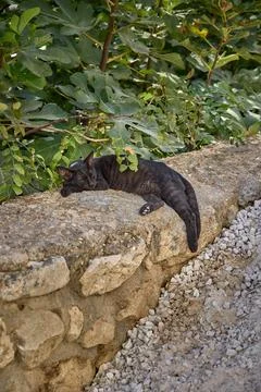 Black Cat Sleeping on a Rustic Stone Wall in Cazorla, Andalusia, Spain Stock Photos