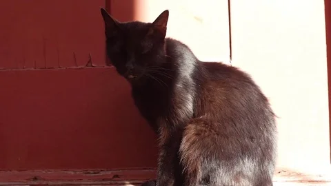 Black cat sleeping sun Stock Footage 78632195