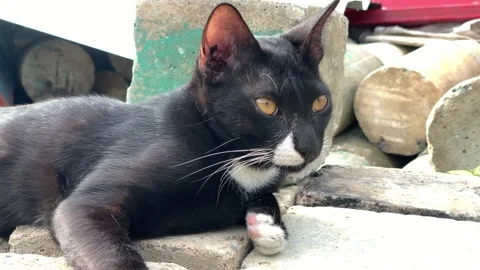 A black cat is sleeping in the sun. Stock Footage 164884825