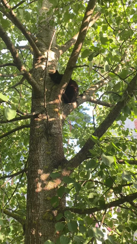 Black cat sleeping in a tree. Vertical video Stock Footage 281343949