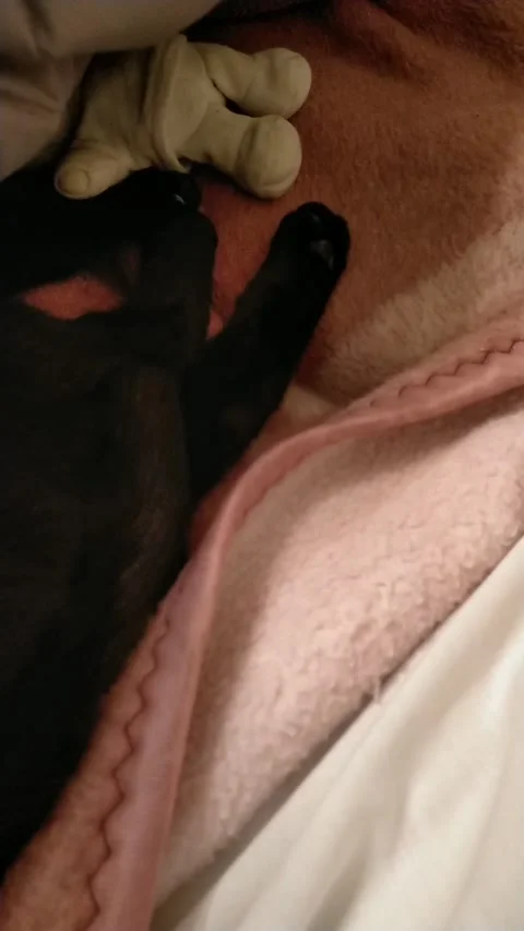 Black cat sleeping under bed covers with a teddy bear toy Stock Footage 327190698