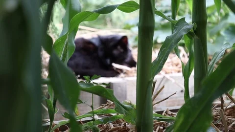 A black cat sleeping in vegetable patch of a homegrown garden Vídeos de archivo 123207061