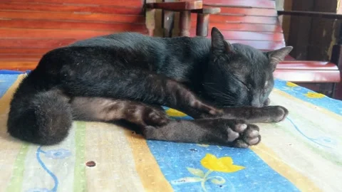 A black cat sleeps Stock Footage 297376531
