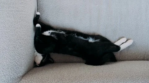  black cat sleeps on a light sofa Stock Footage 284142950