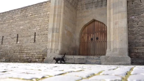 Black Cat Slowly Walking Infront of th Histrorical Wals Doors Stock Footage 242505028