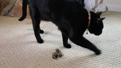 Black cat sniffs poop on carpet floor and covers the mess Stock Footage 250043452