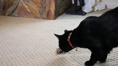 Black cat sniffs poop on carpet floor and attempts to cover it Stock Footage 250043459