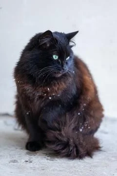 A black cat in the snow. Stock Photos