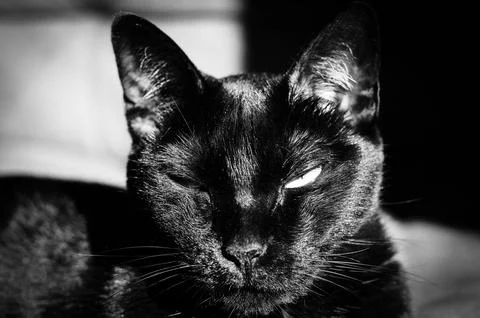 Black cat soaking up the sun. Foto stock