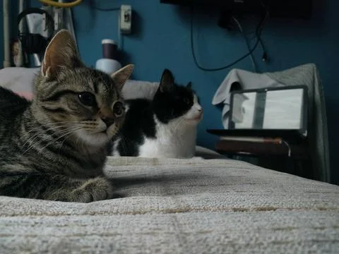 A black cat on the sofa 스톡 사진