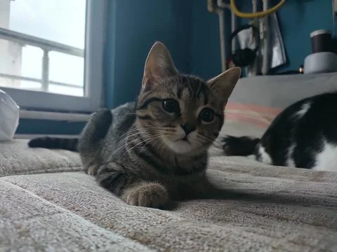 A black cat on the sofa Foto stock
