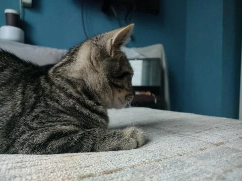 A black cat on the sofa 스톡 사진