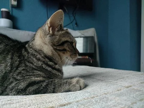A black cat on the sofa Foto stock