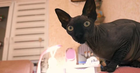 Black Cat Sphinx Stock Footage 145184395