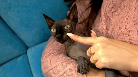 Black Cat Sphinx Stock Footage 145227370